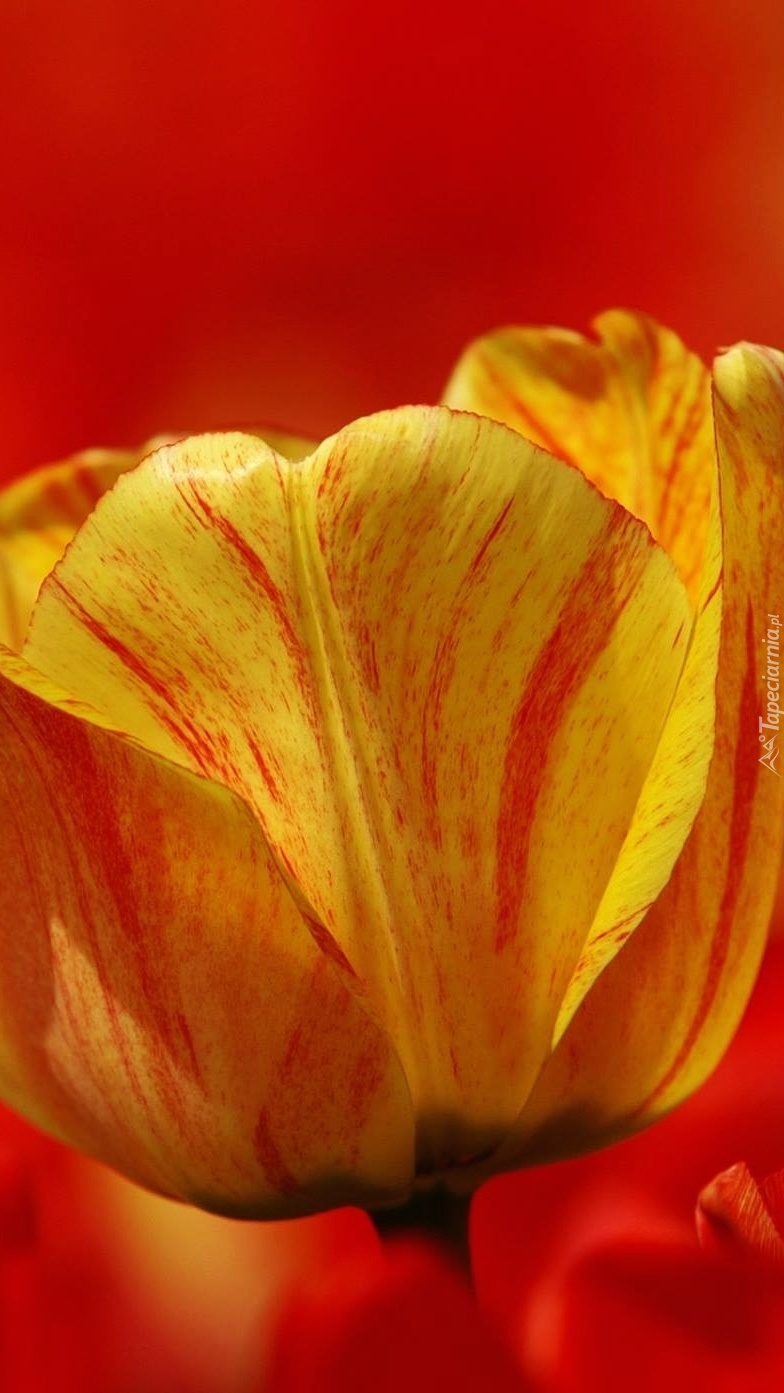 Żółty tulipan z nutką czerwieni