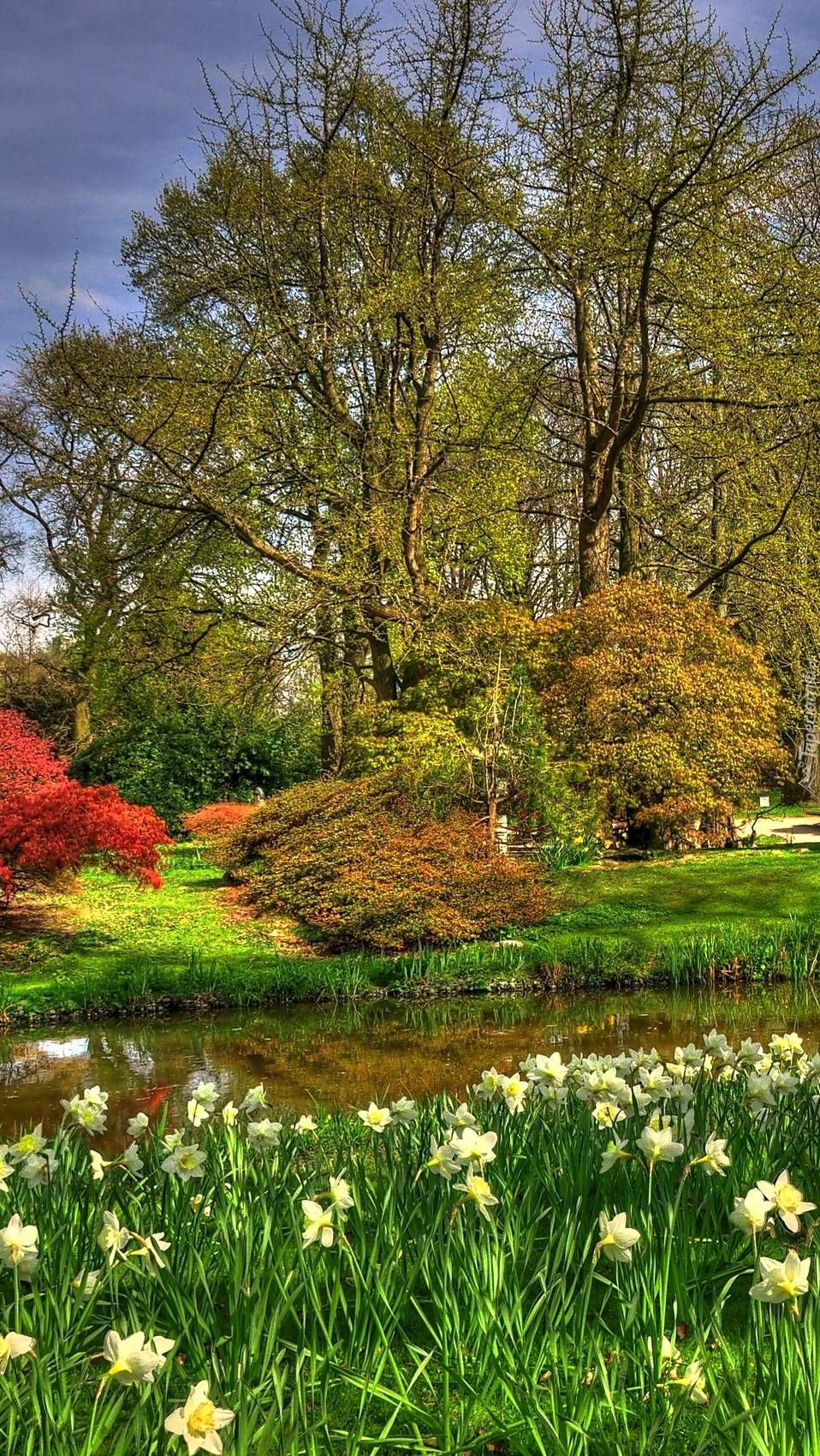 Żonkile nad wodą w ogrodzie