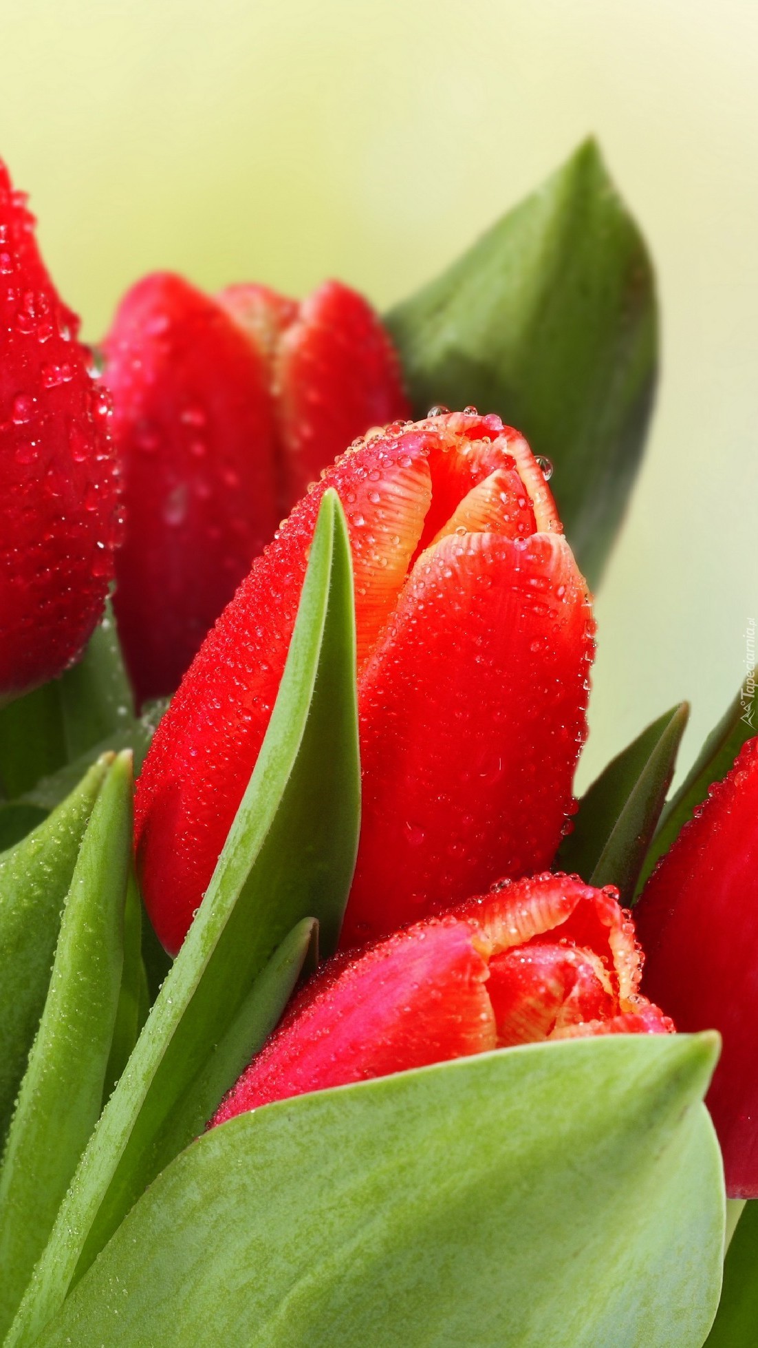 Zroszone czerwone tulipany