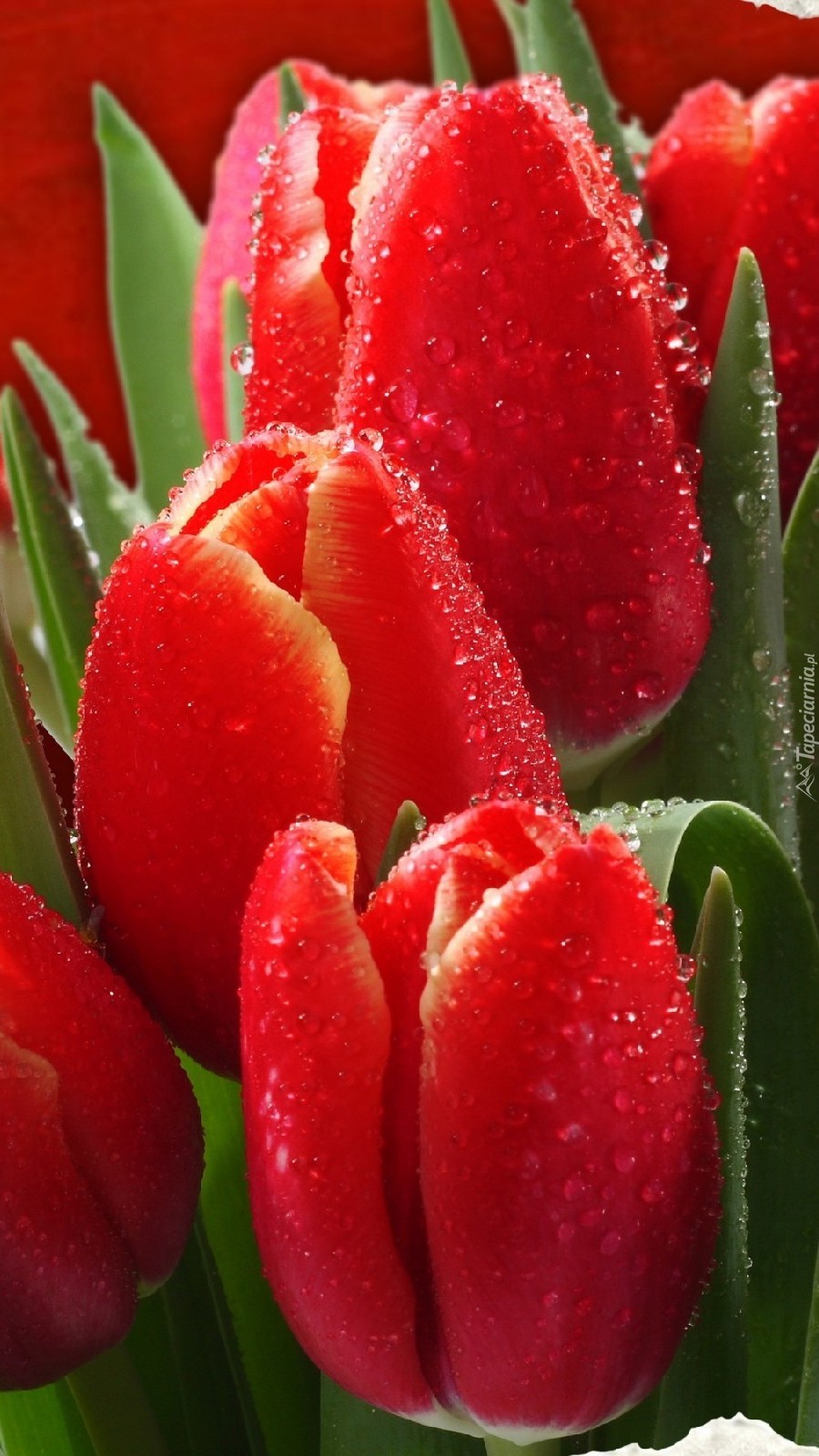 Zroszone czerwone tulipany