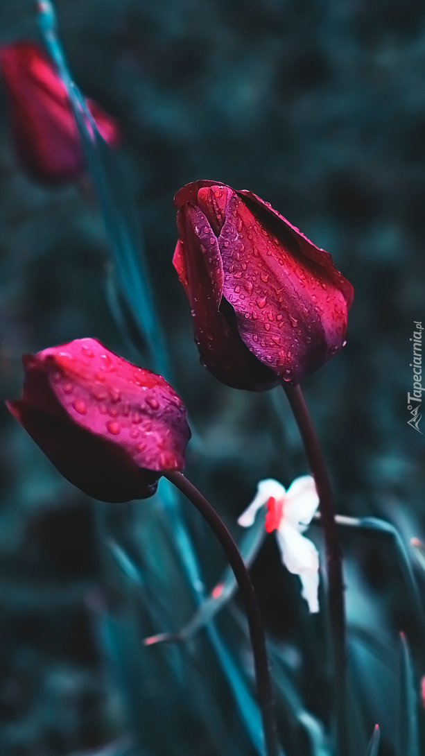 Zroszone tulipany