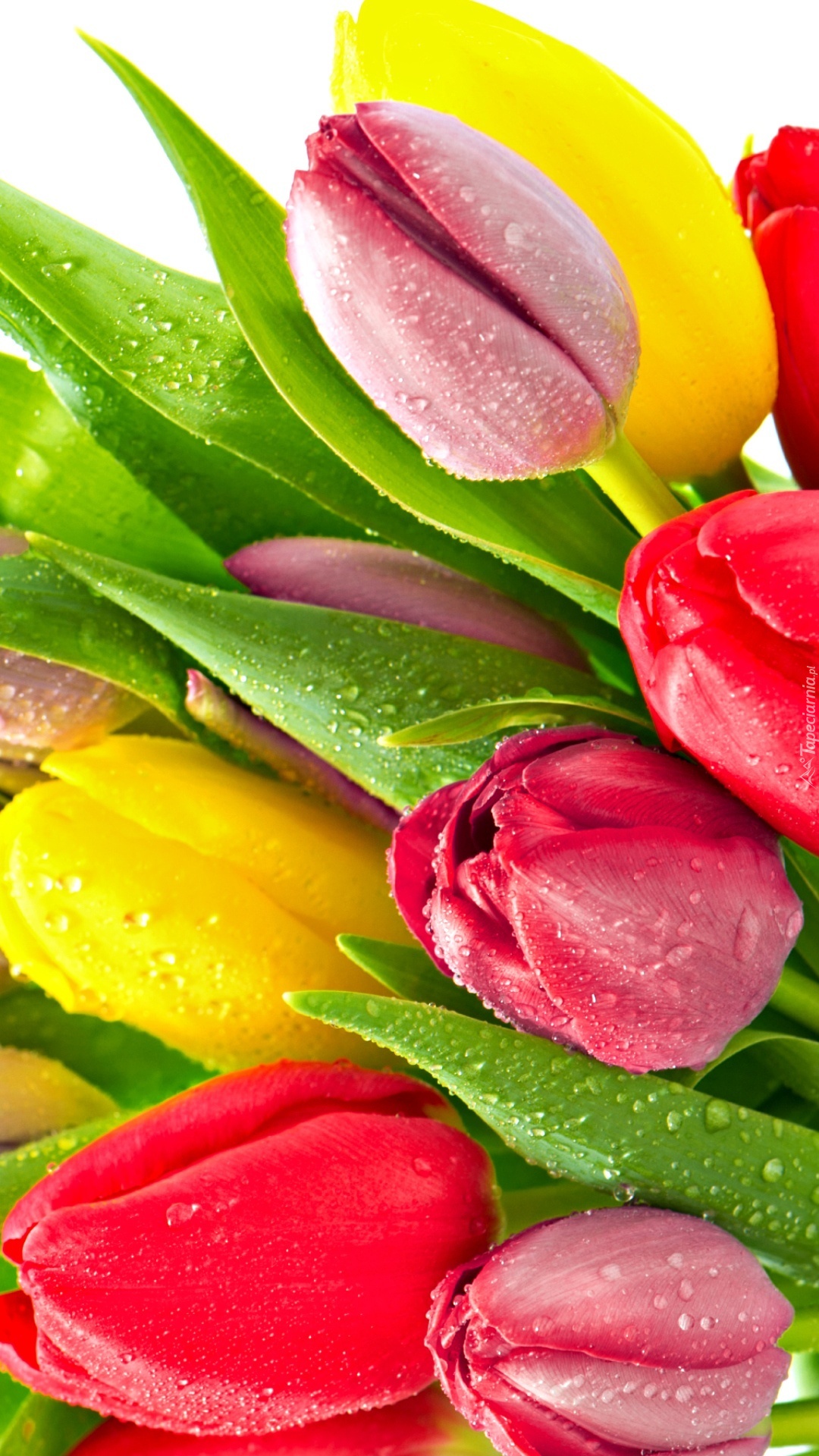 Zroszone tulipany