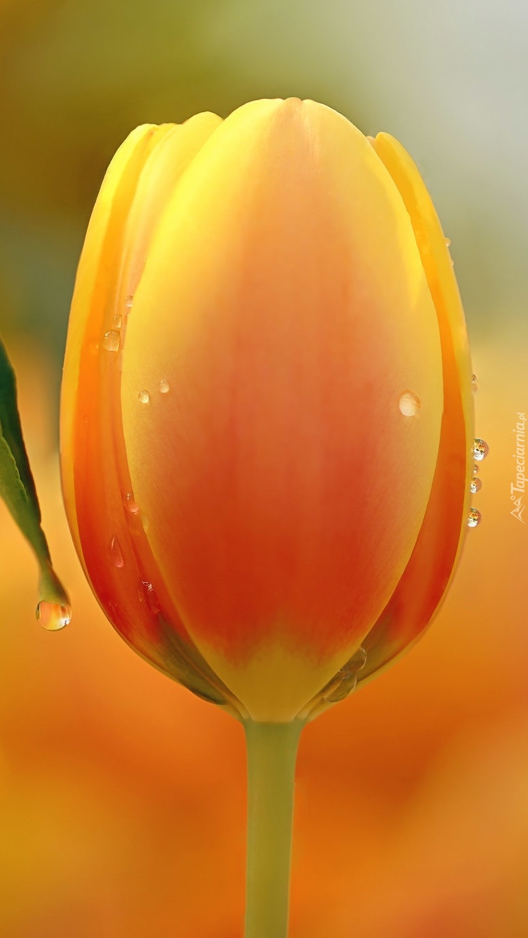 Zroszony tulipan
