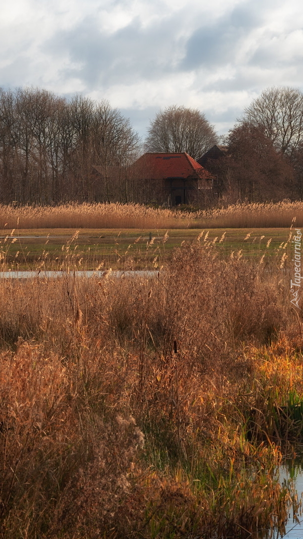 Zrudziałe trawy nad strumieniem