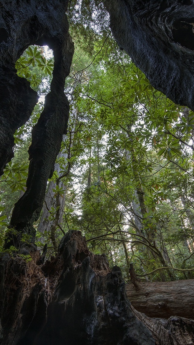 Zwęglone sekwoje w Parku Narodowym Redwood