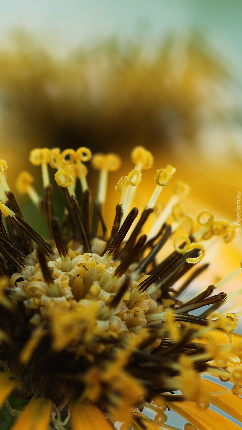 Zwinięte pręciki żółtego kwiatu