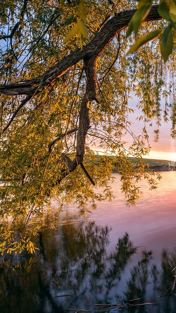 Zwisająca gałąź nad rzeką