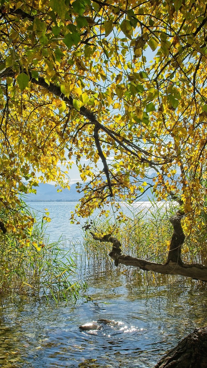 Zwisające gałęzie nad jeziorem