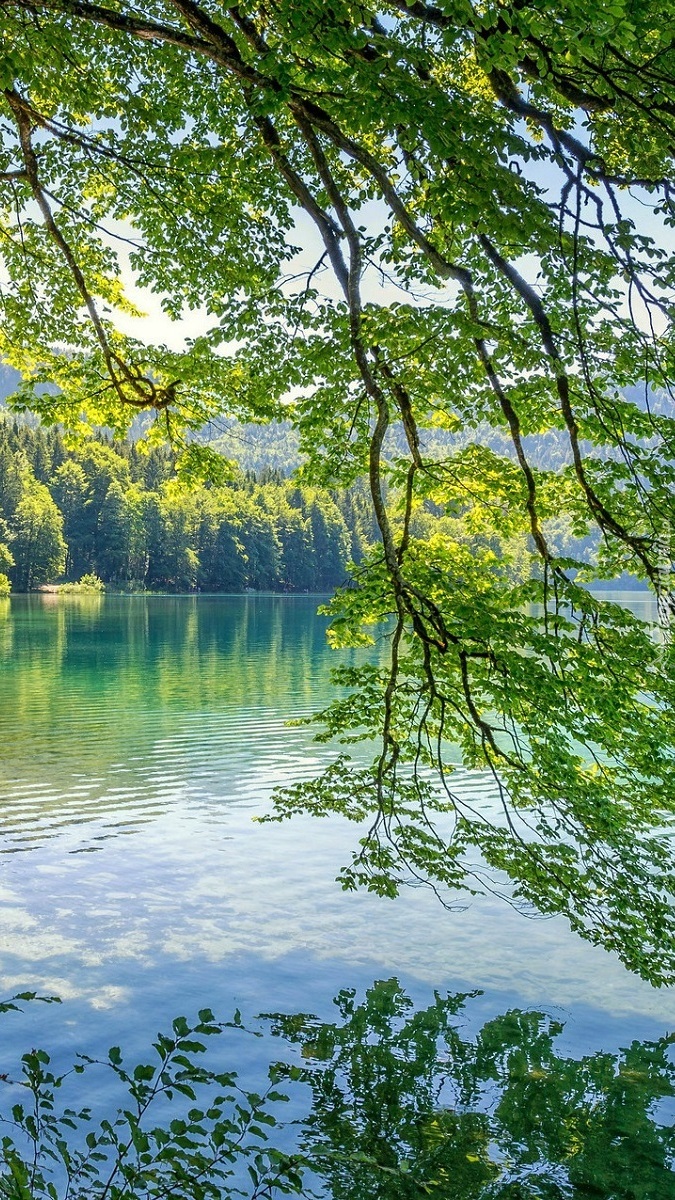 Zwisające gałęzie nad jeziorem