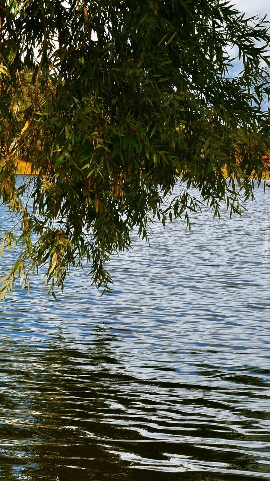 Zwisające gałęzie nad jeziorem