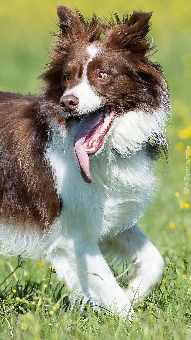 Zziajany border collie