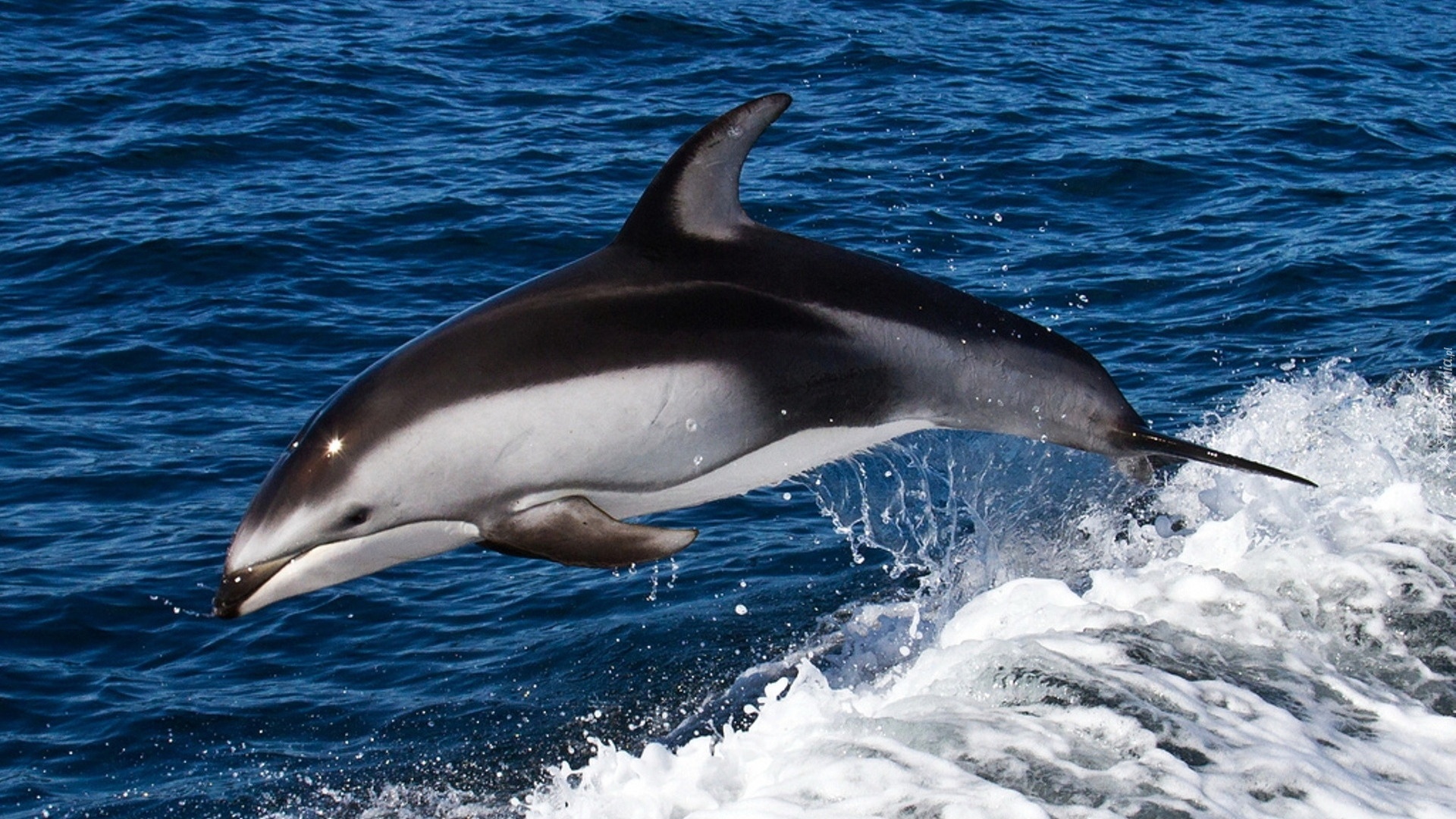 Delfin, Woda, Skok
