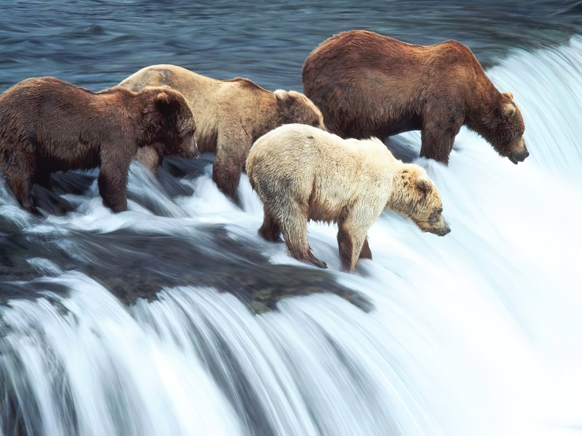 Какие животные в атмосфере. Национальный парк Катмай. Национальный парк Катмай Аляска. Бурый медведь на Аляске. Медведь Гризли на Аляске.