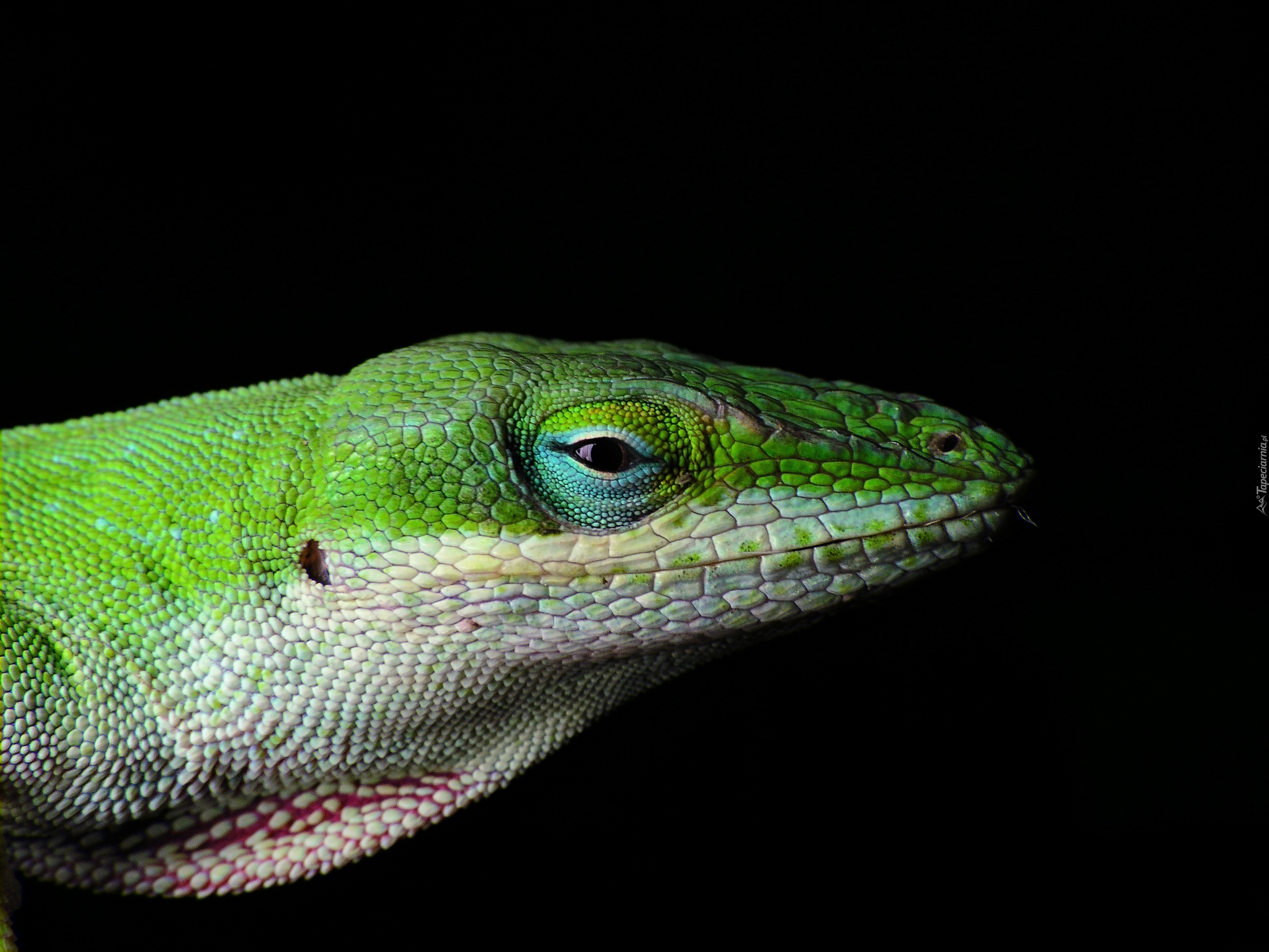 Jaszczurka, Anolis zielony