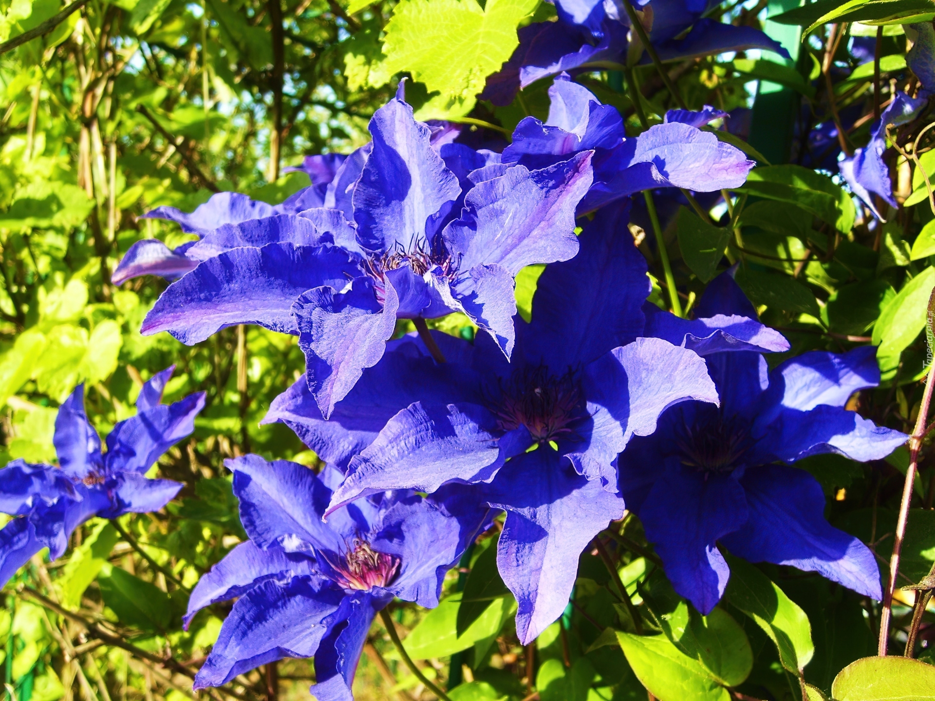 Clematis, Niebieski