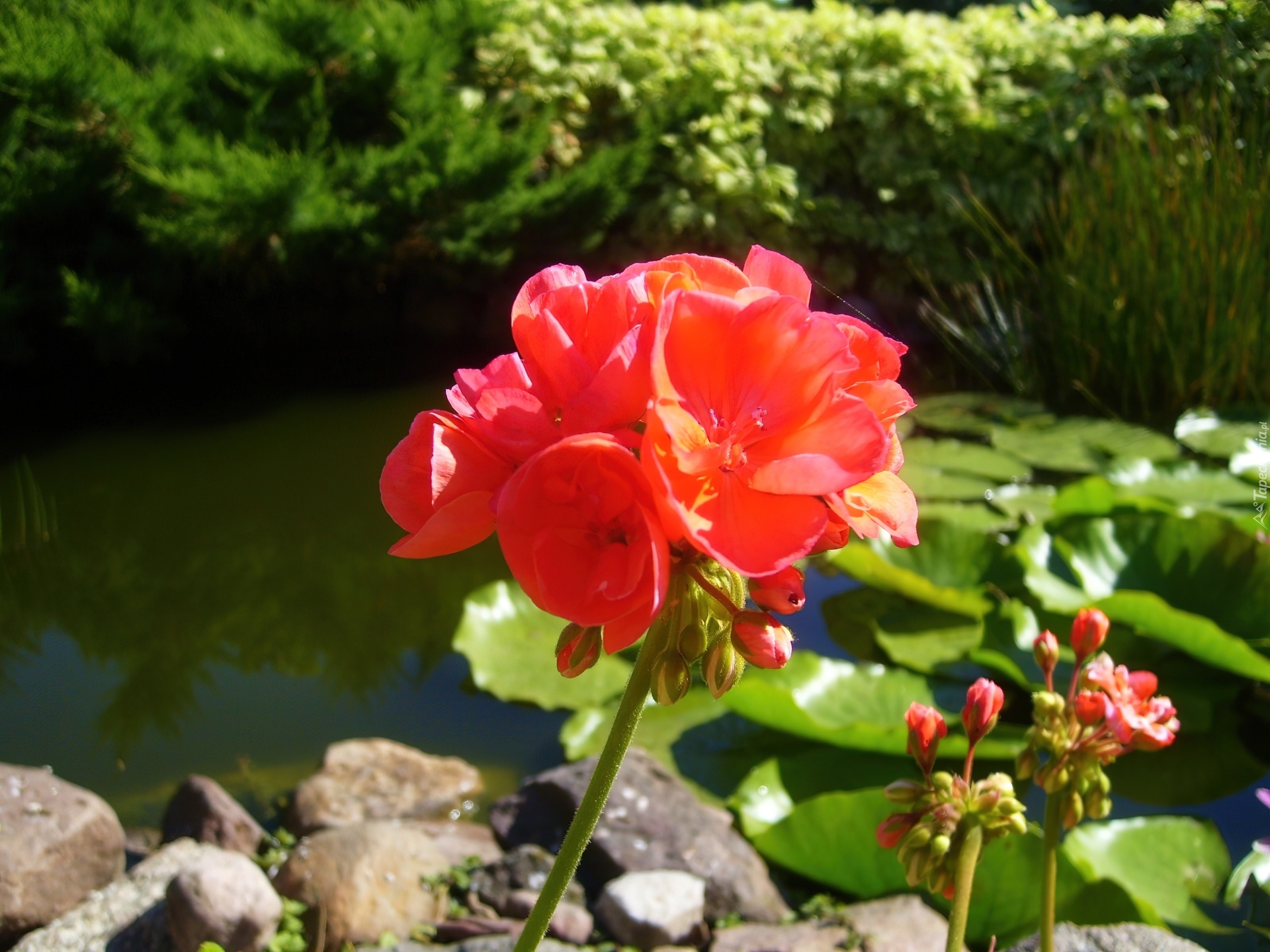 Pelargonia, Czerwona, Sadzawka