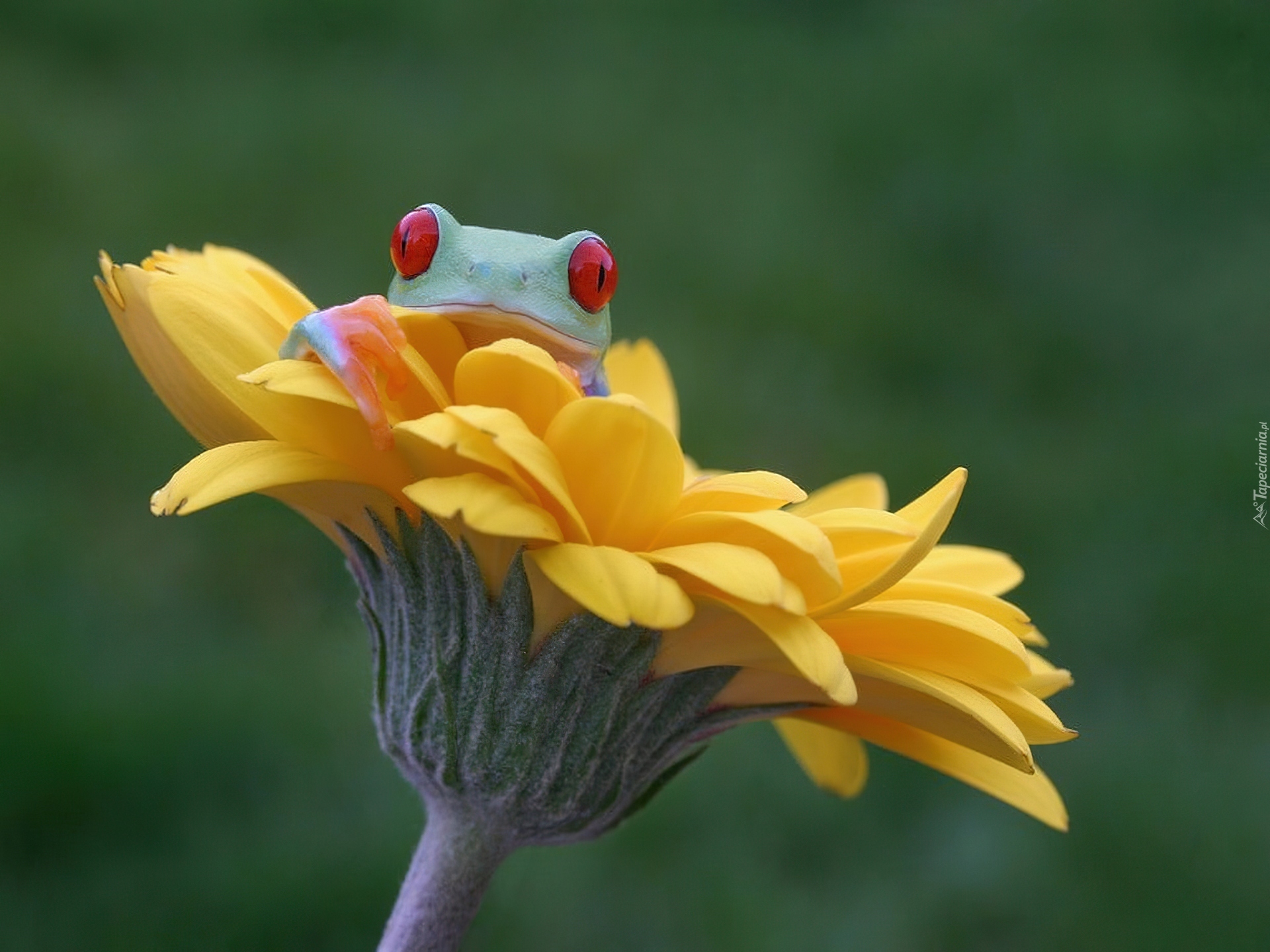 Żabka, Rzekotka, Gerbera