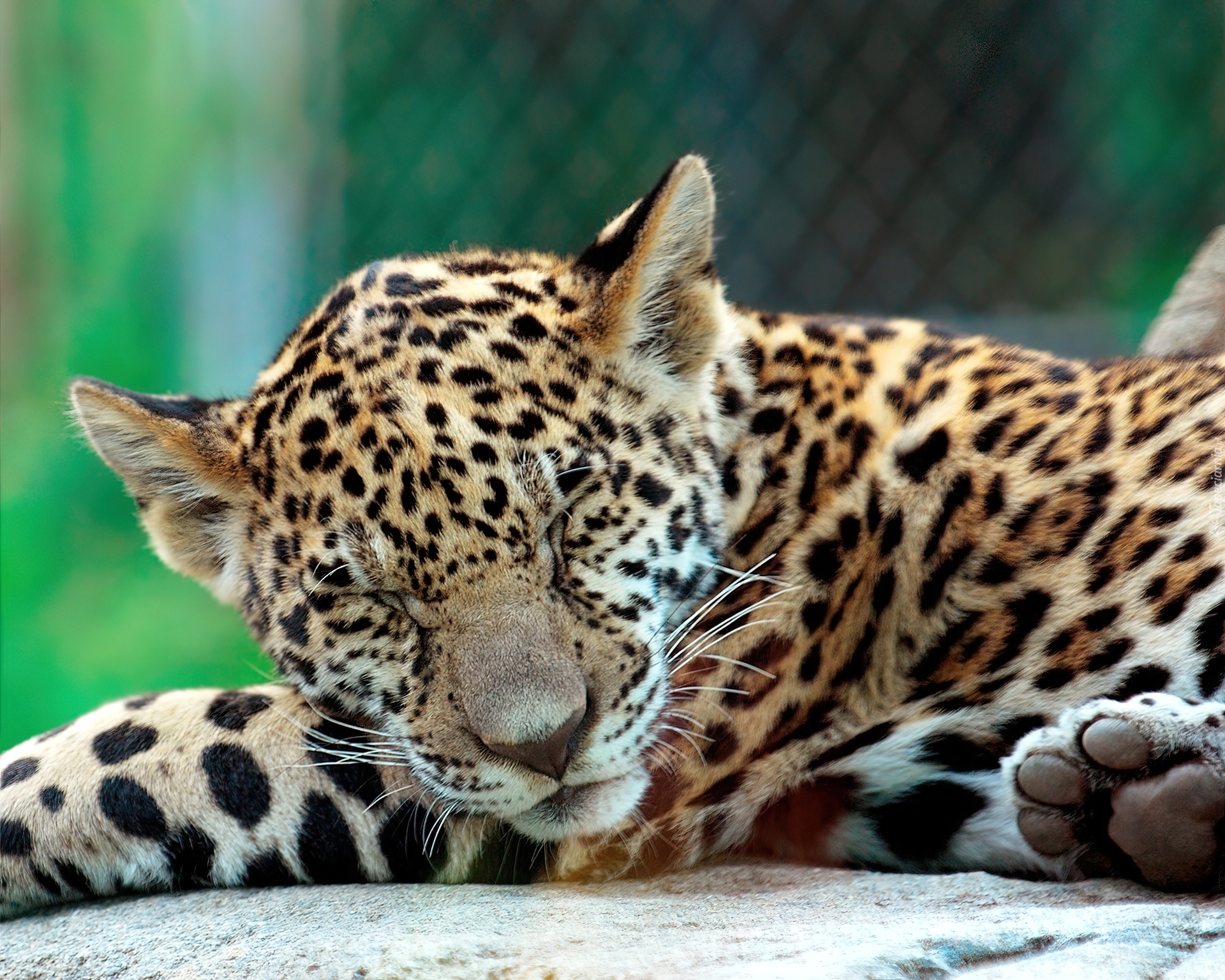 Mały, Jaguar
