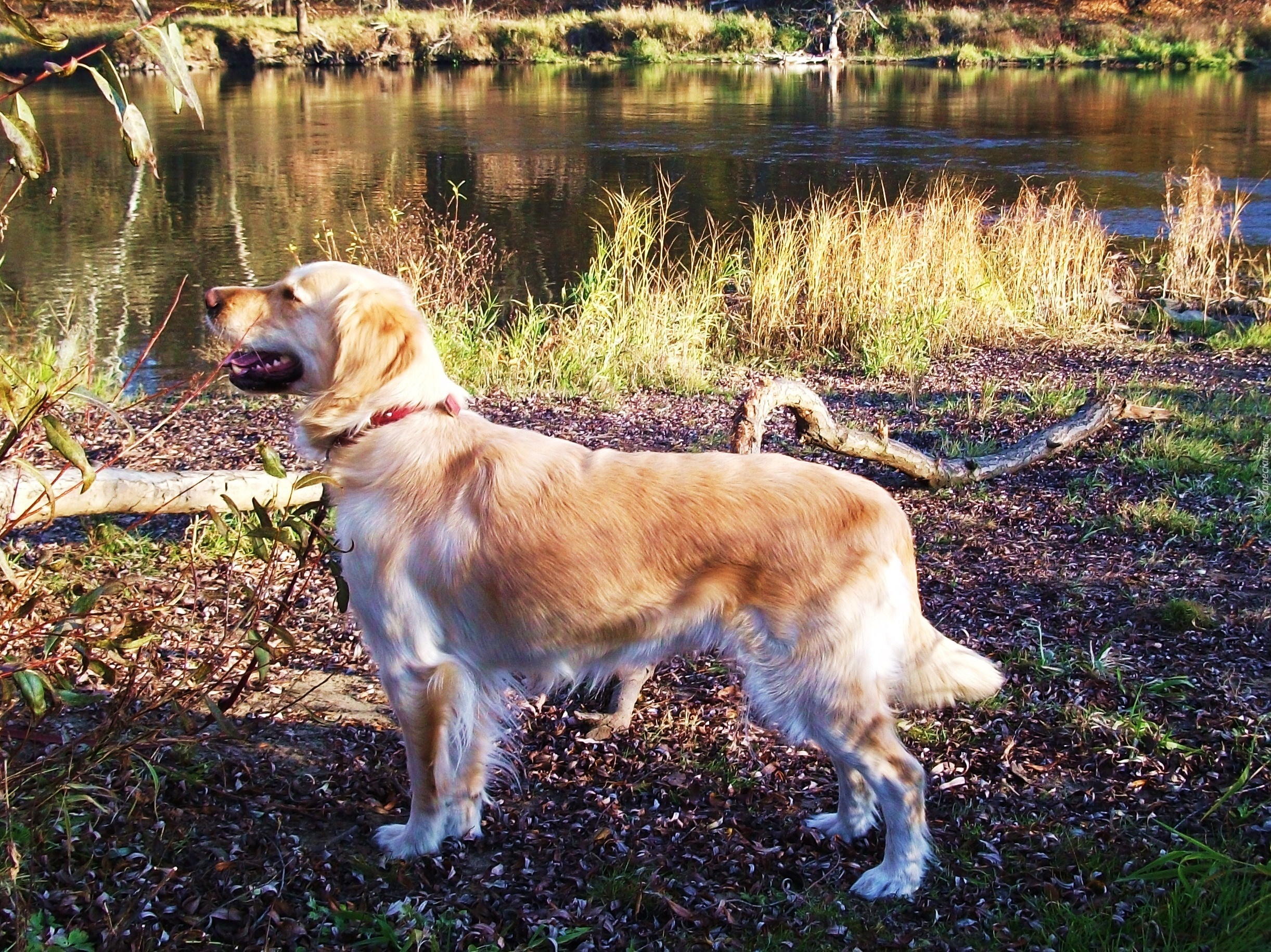 Rzeka, Golden Retriever