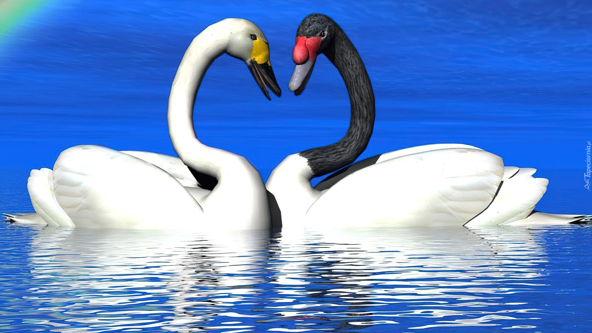 Верность в паре. Пара лебедей. Два лебедя. Разноцветные лебеди. Влюбленные лебеди.