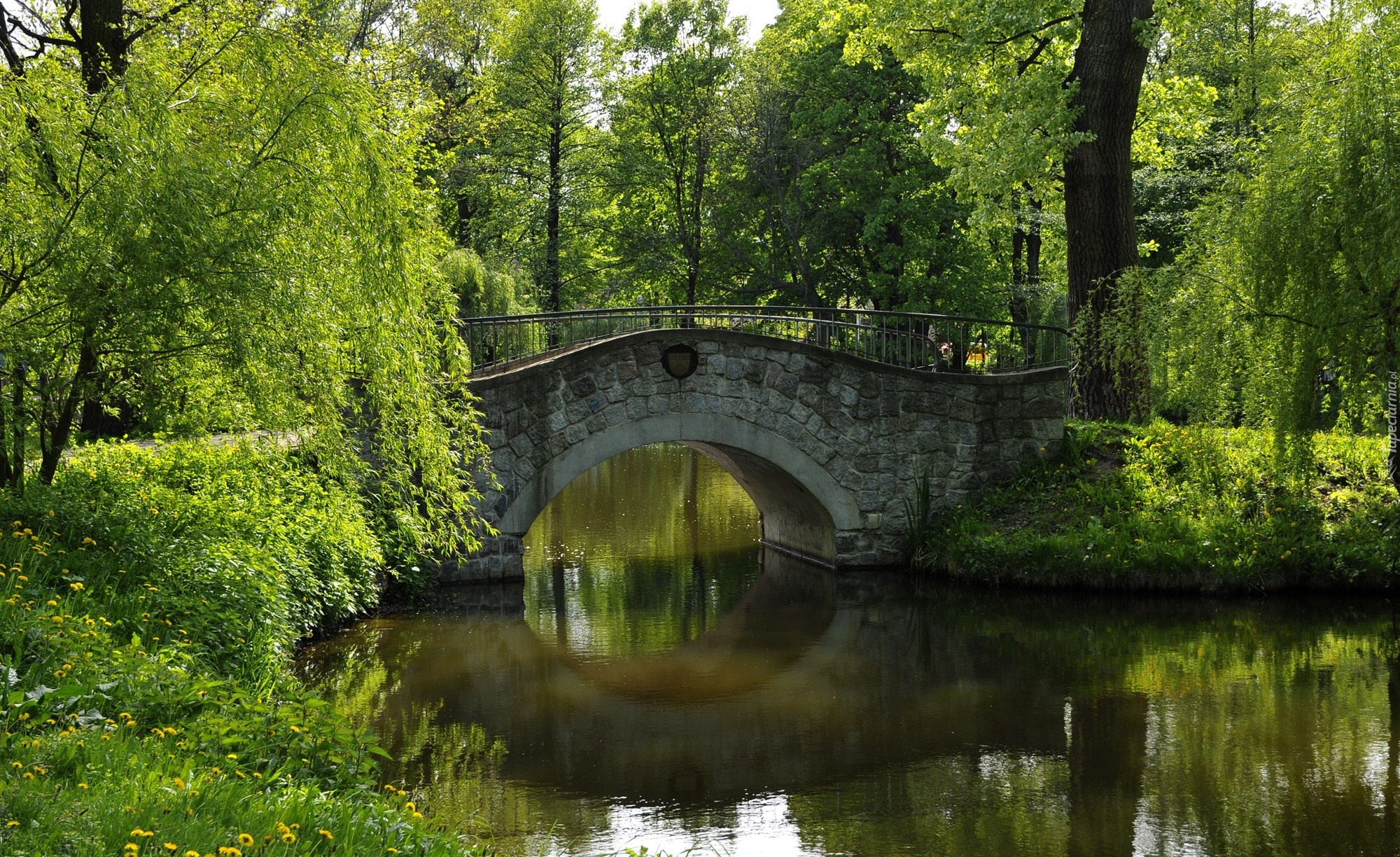 Rzeczka, Mostek, Drzewa