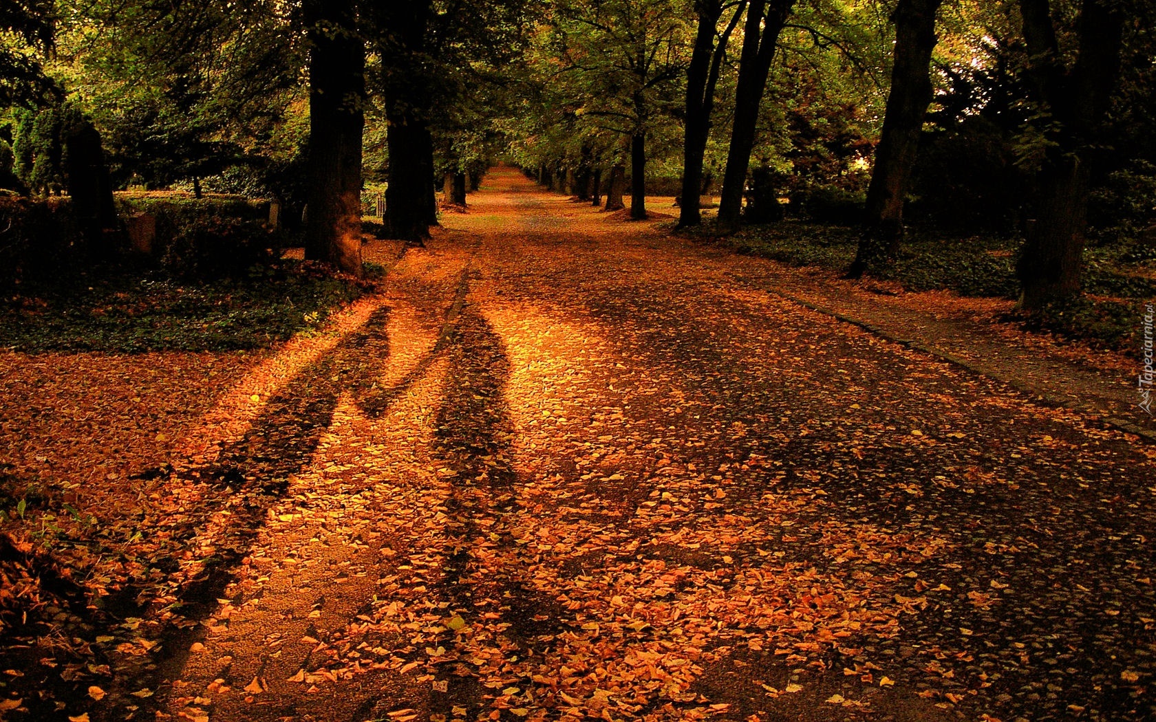 Park, Liście, Cień