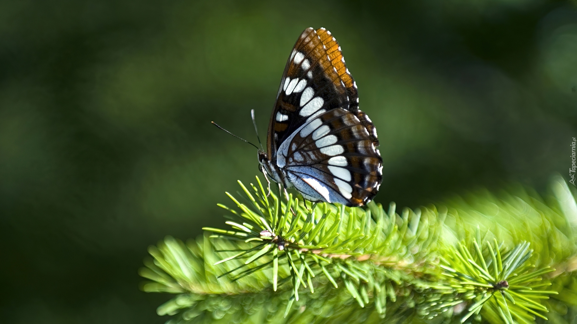 Zielona, Gałązka, Piękny, Motyl