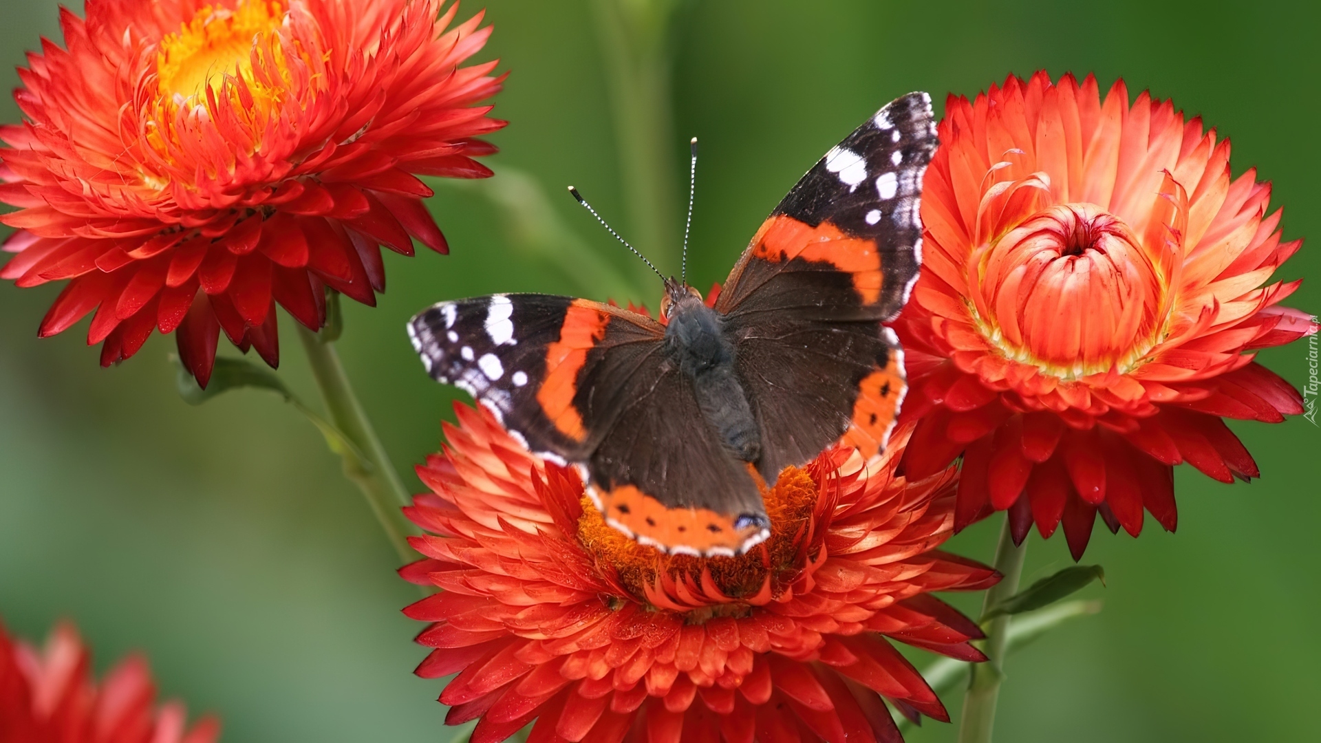 Pomarańczowe, Kwiatki, Piękny, Motyl