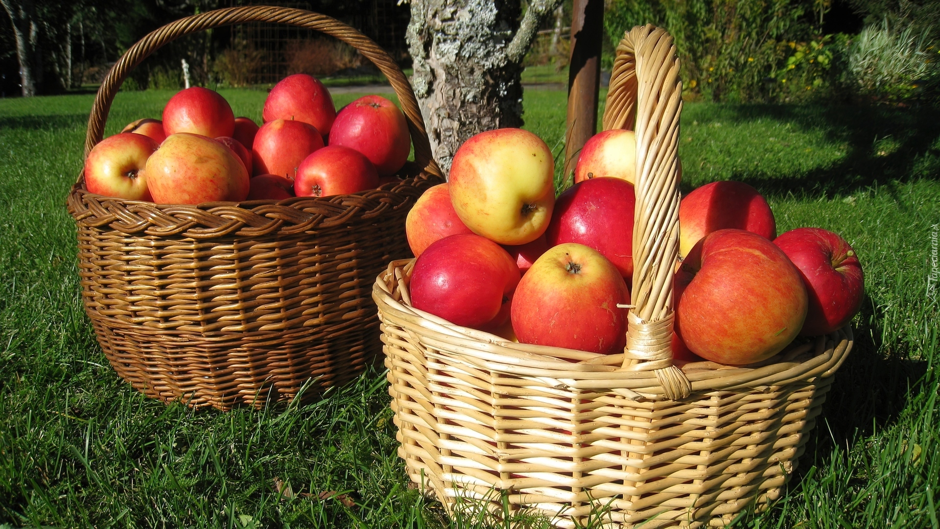 Сонник яблоки собранные. Корзинка с яблоками. Корзинка с яблоками в саду. Красивые яблоки в корзине. Корзина яблок картинки.