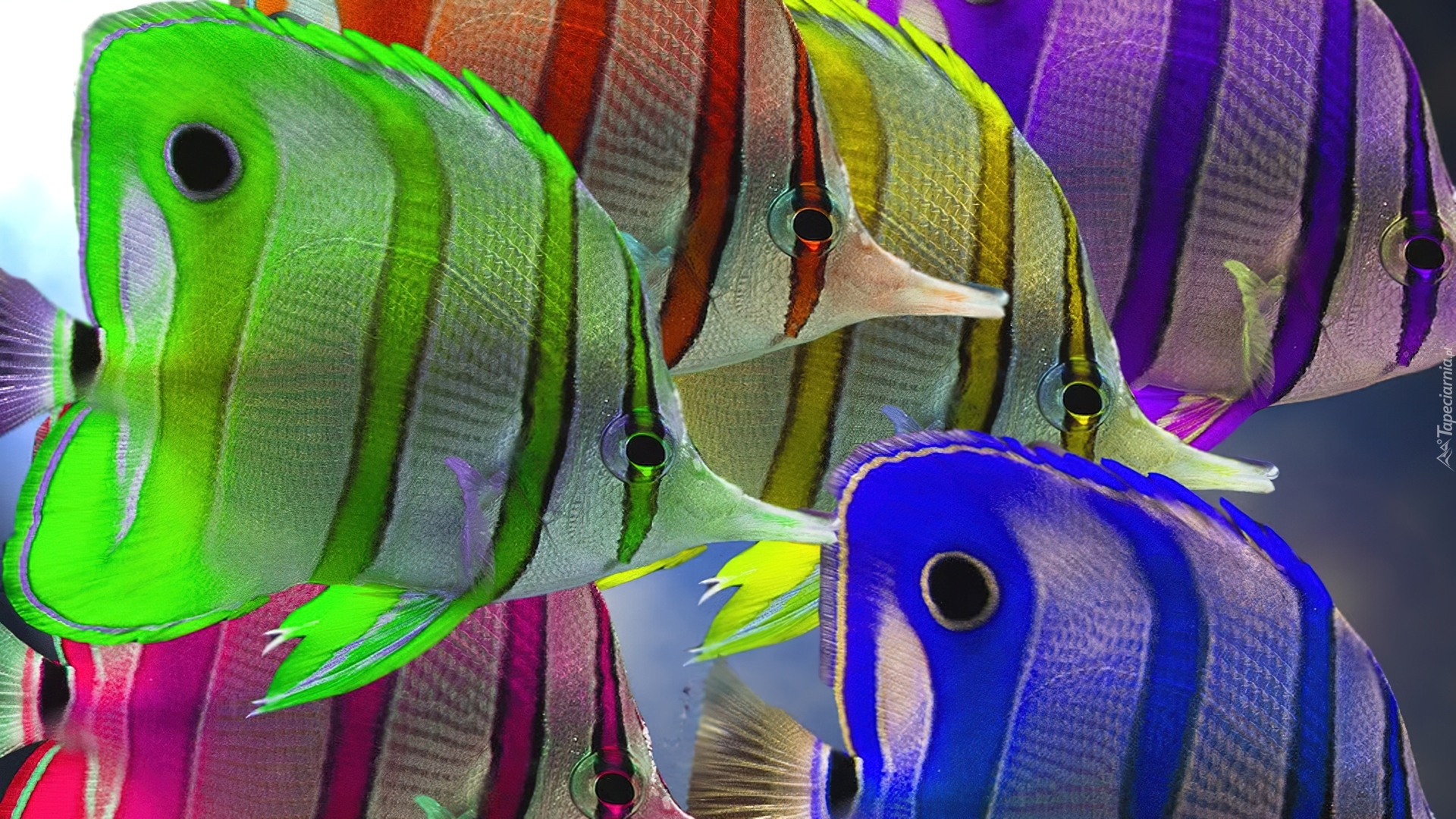 rybki-egzotyczne