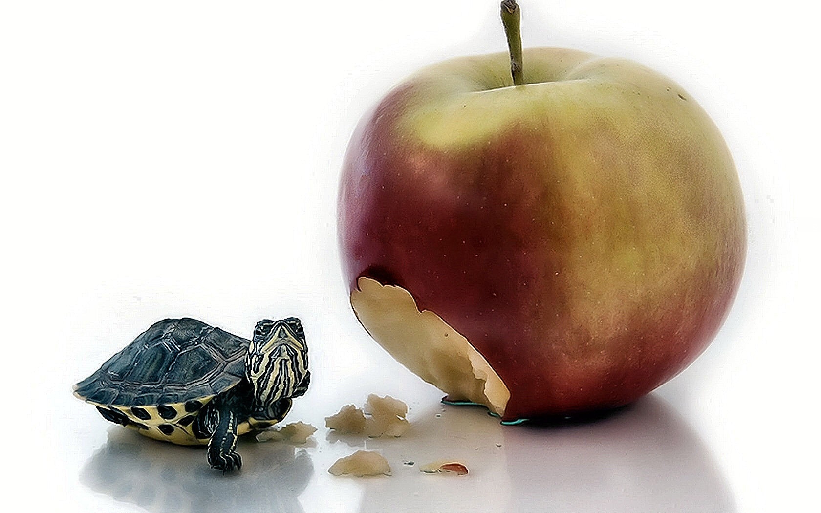 Żółw, Jabłko, Posiłek