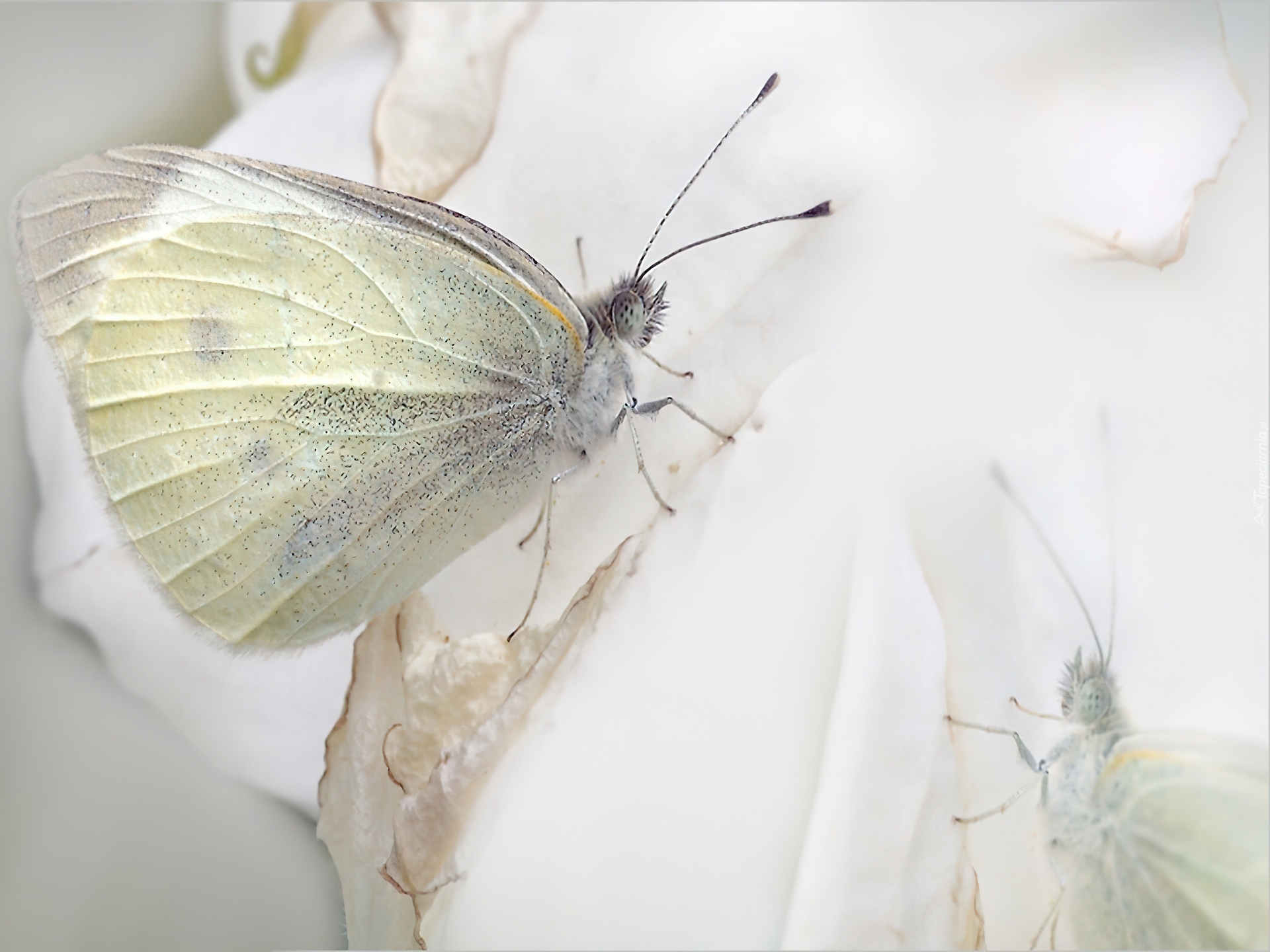 Biały, Motyl, Bielinek