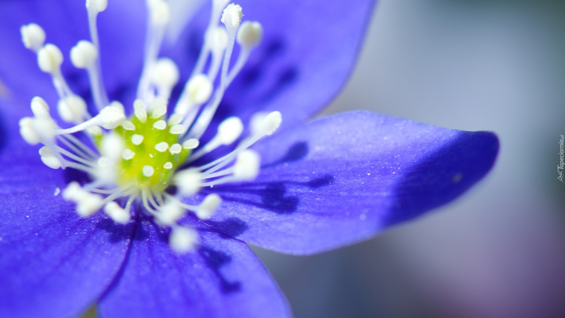Niebieski, Kwiat, Pręciki