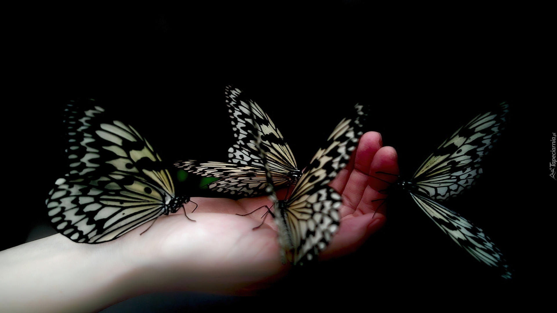 Dłoń, Motyle