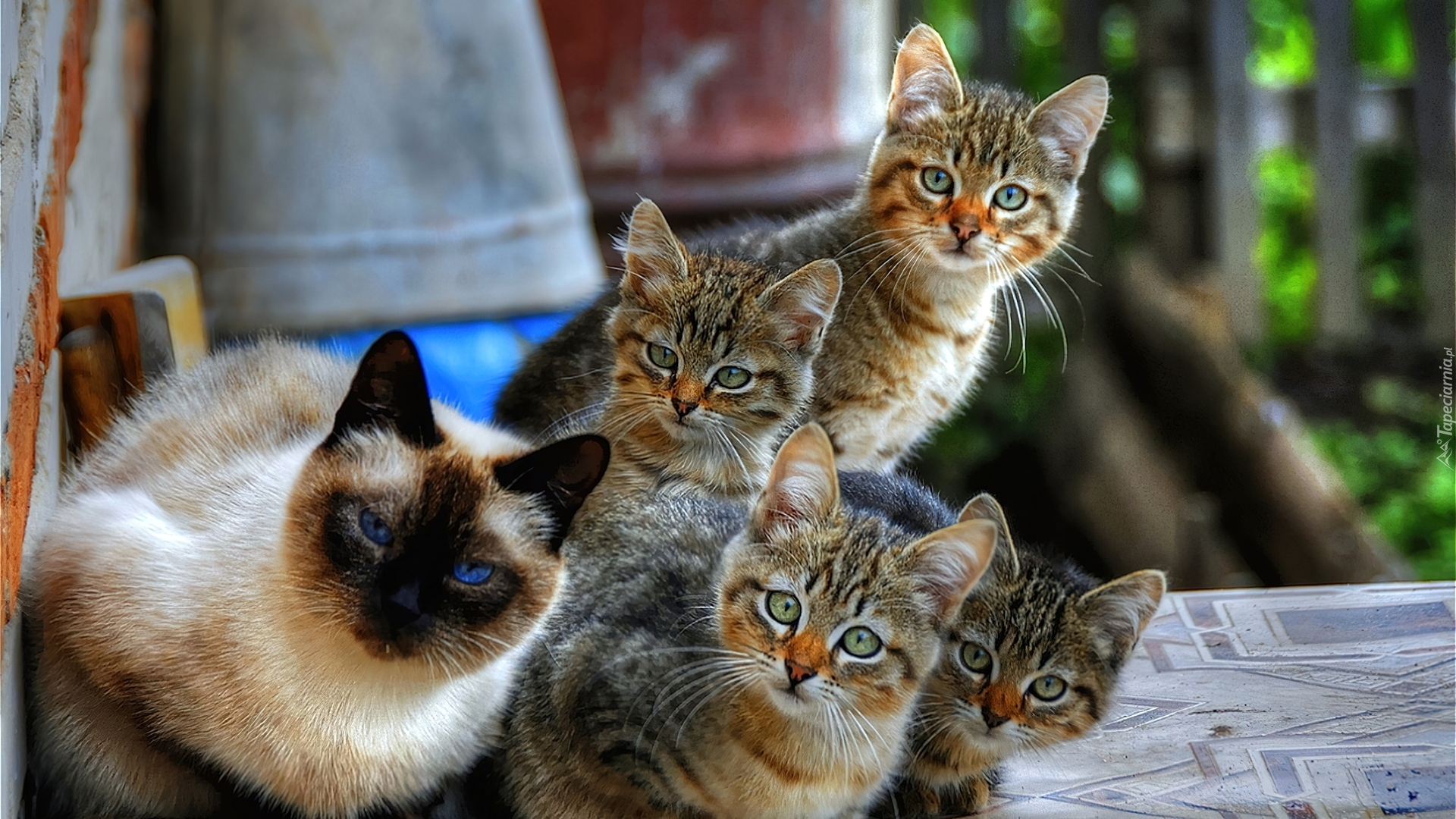 Про веселого котенка. Прикольные кошки. Много кошек. Много котов. Четыре кота.