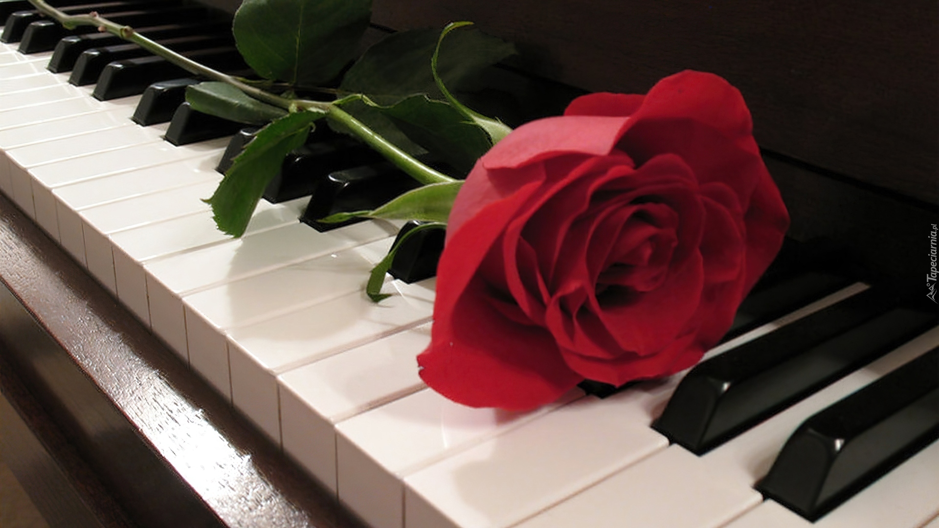 Czerwona, Róża, Fortepian