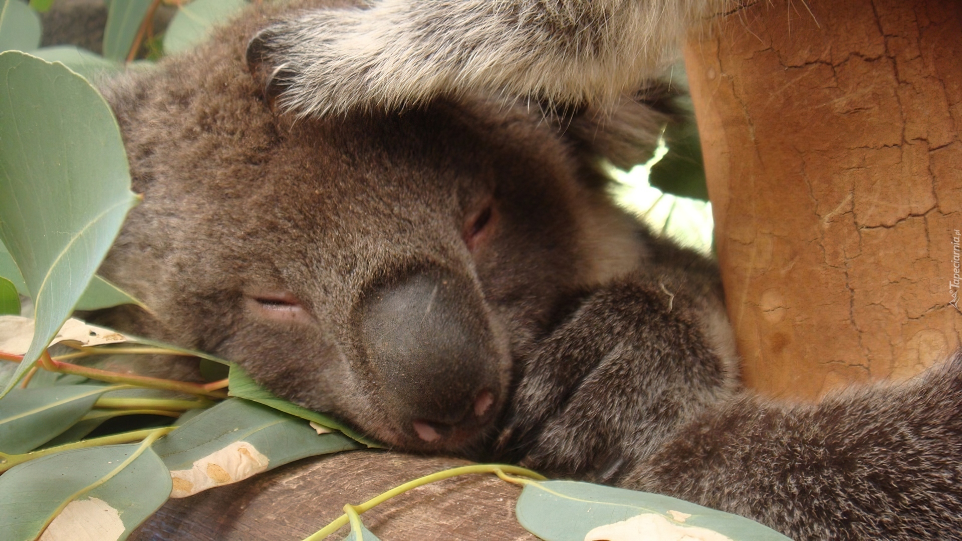 Drzewo, Eukaliptusowe, Śpiący, Koala