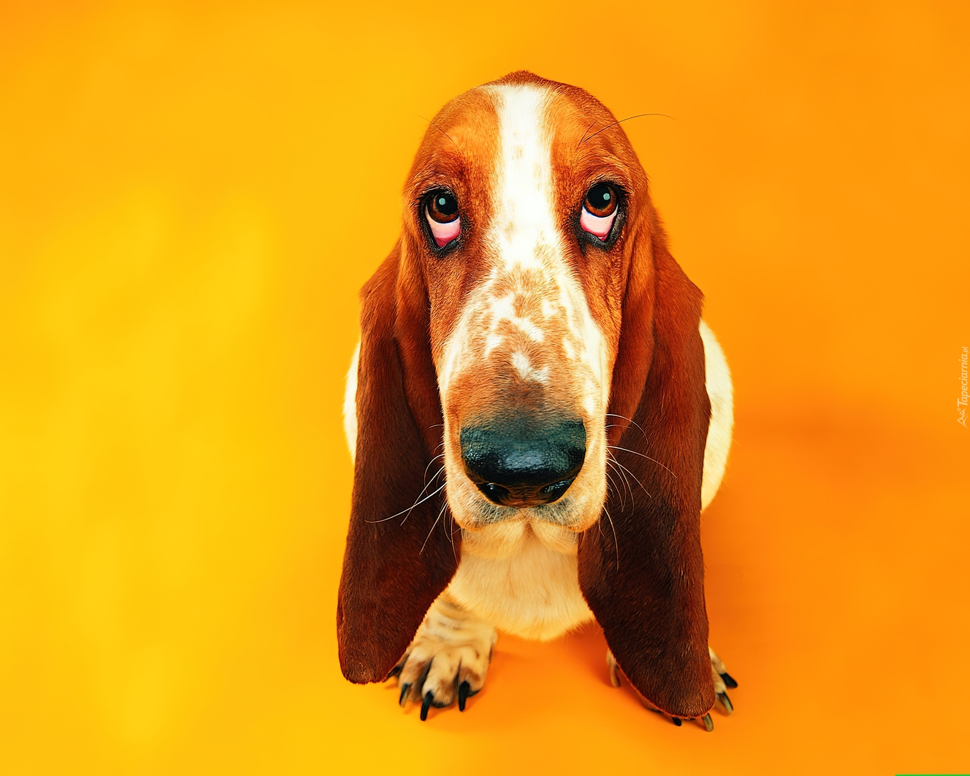 Basset