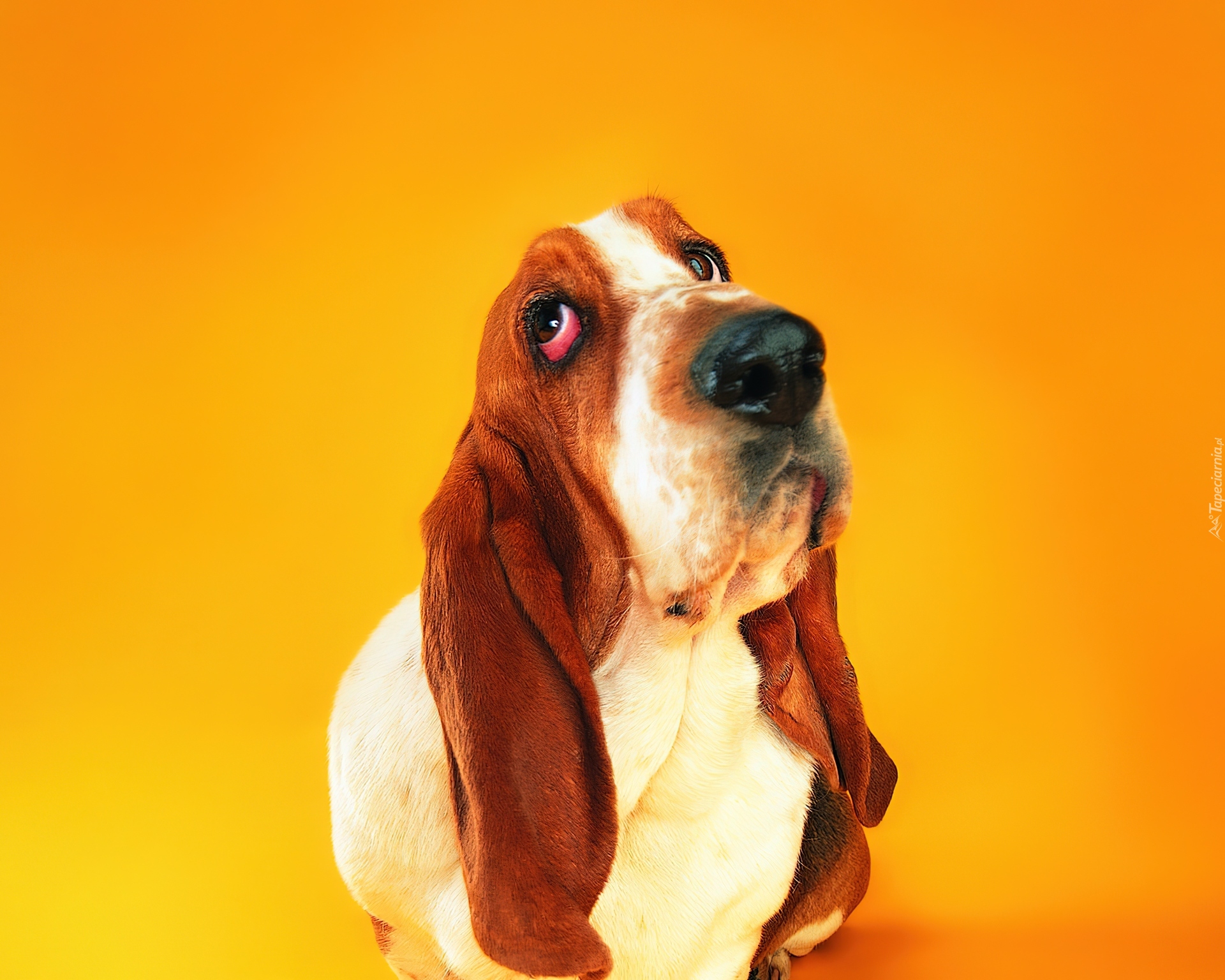 Basset, Długie, Uszy