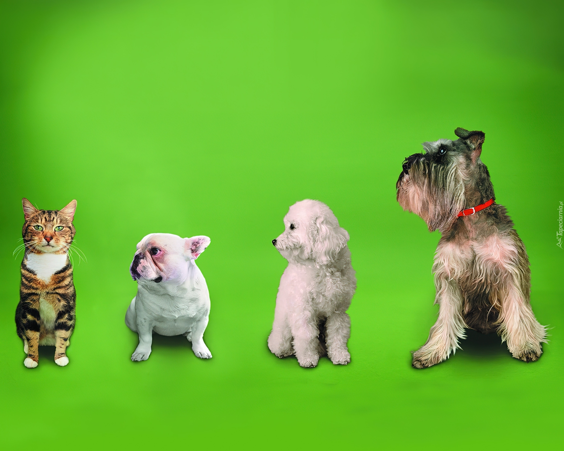 Дог груминг. Фон кошки собаки. Собака на зеленом фоне. Груминг собак. Собака на салатовом фоне.