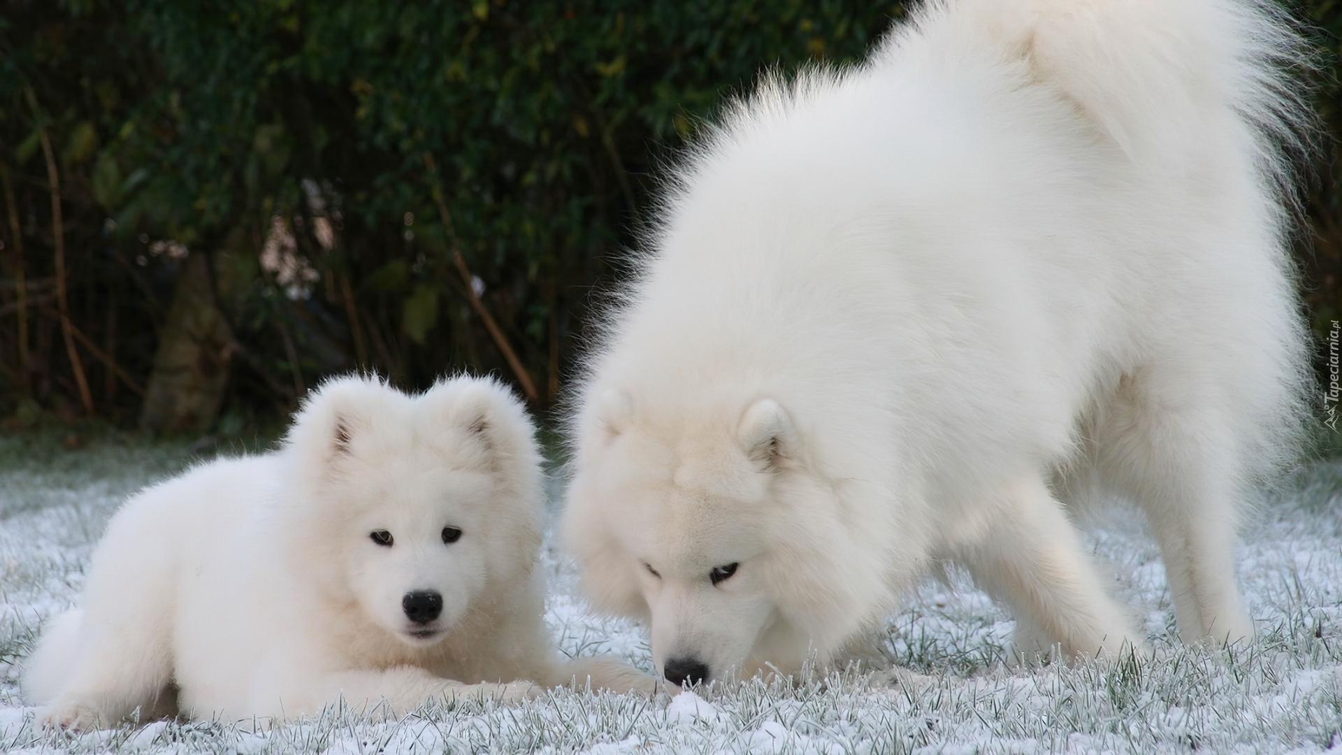 Duży, Mały, Samojed