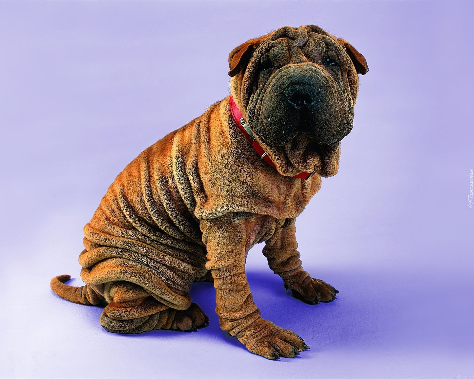 Shar Pei