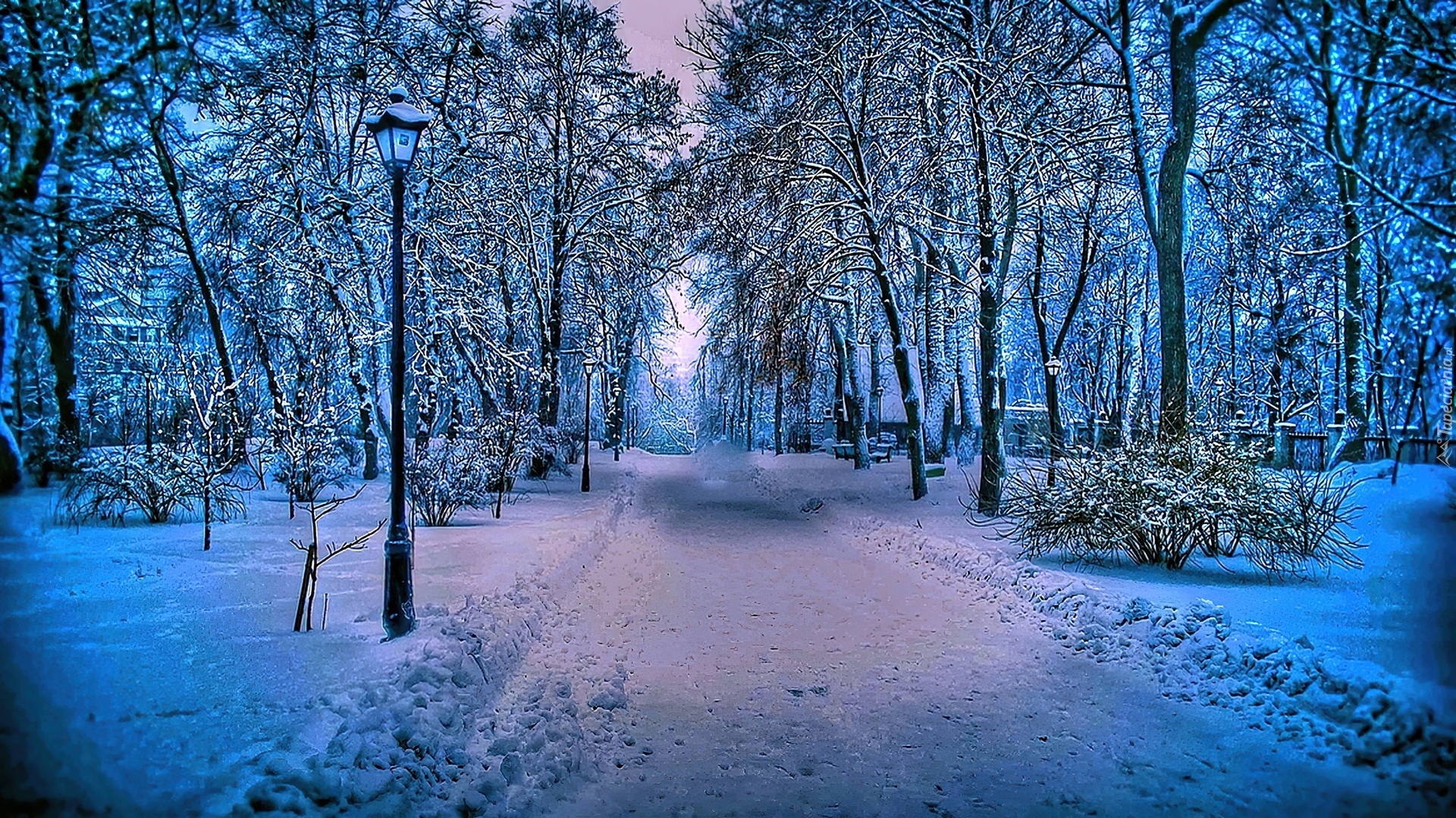Drzewa, Zima, Śnieg