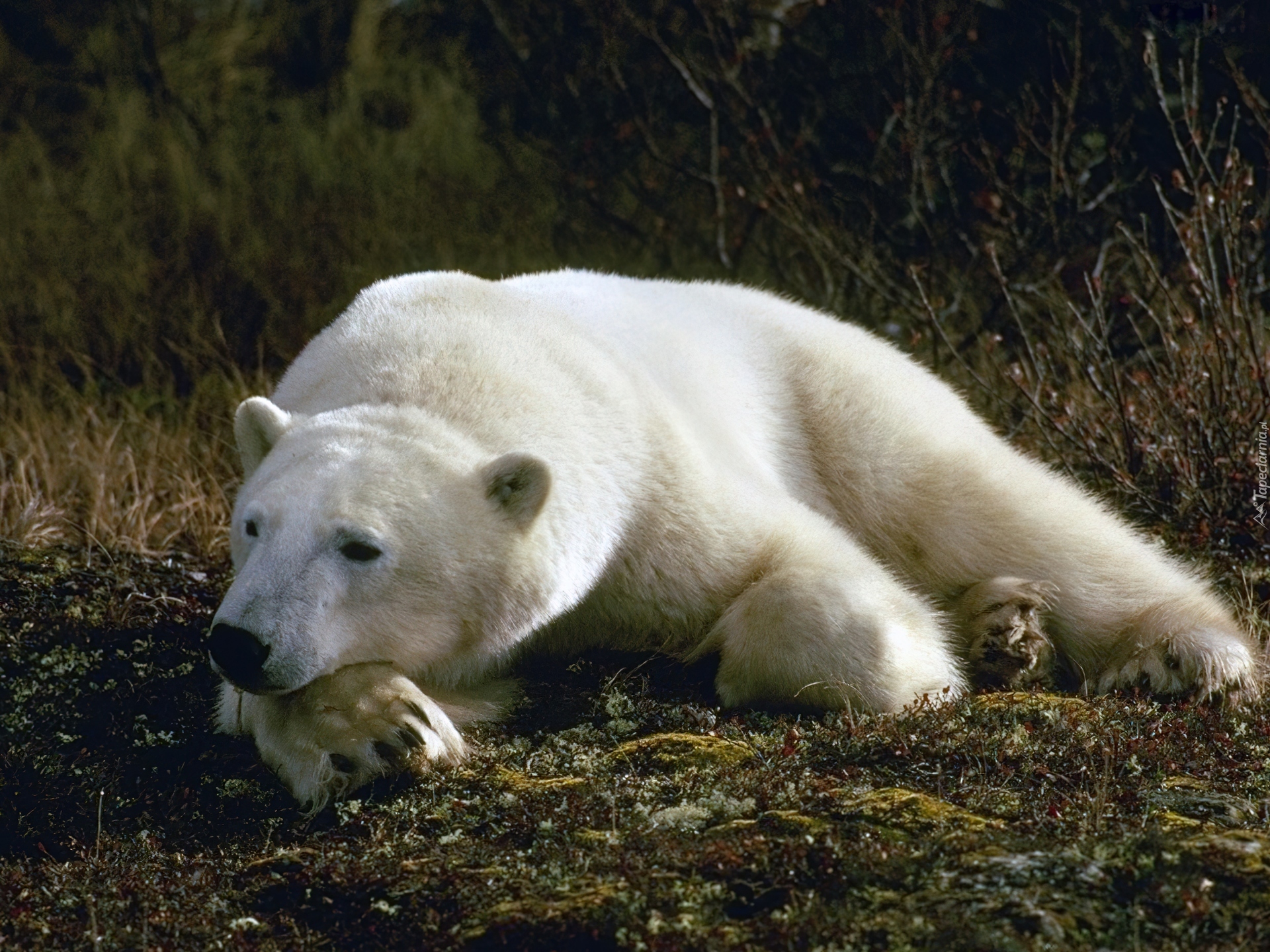 К чему снится много медведей. Белый медведь. Белый мишка. Белый медведь морда. Гигантский белый медведь.