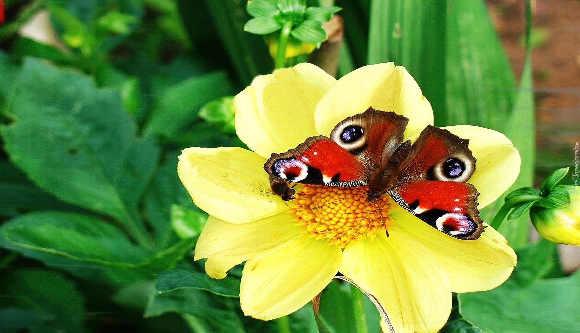 Motyl, Rusałka, Pawik