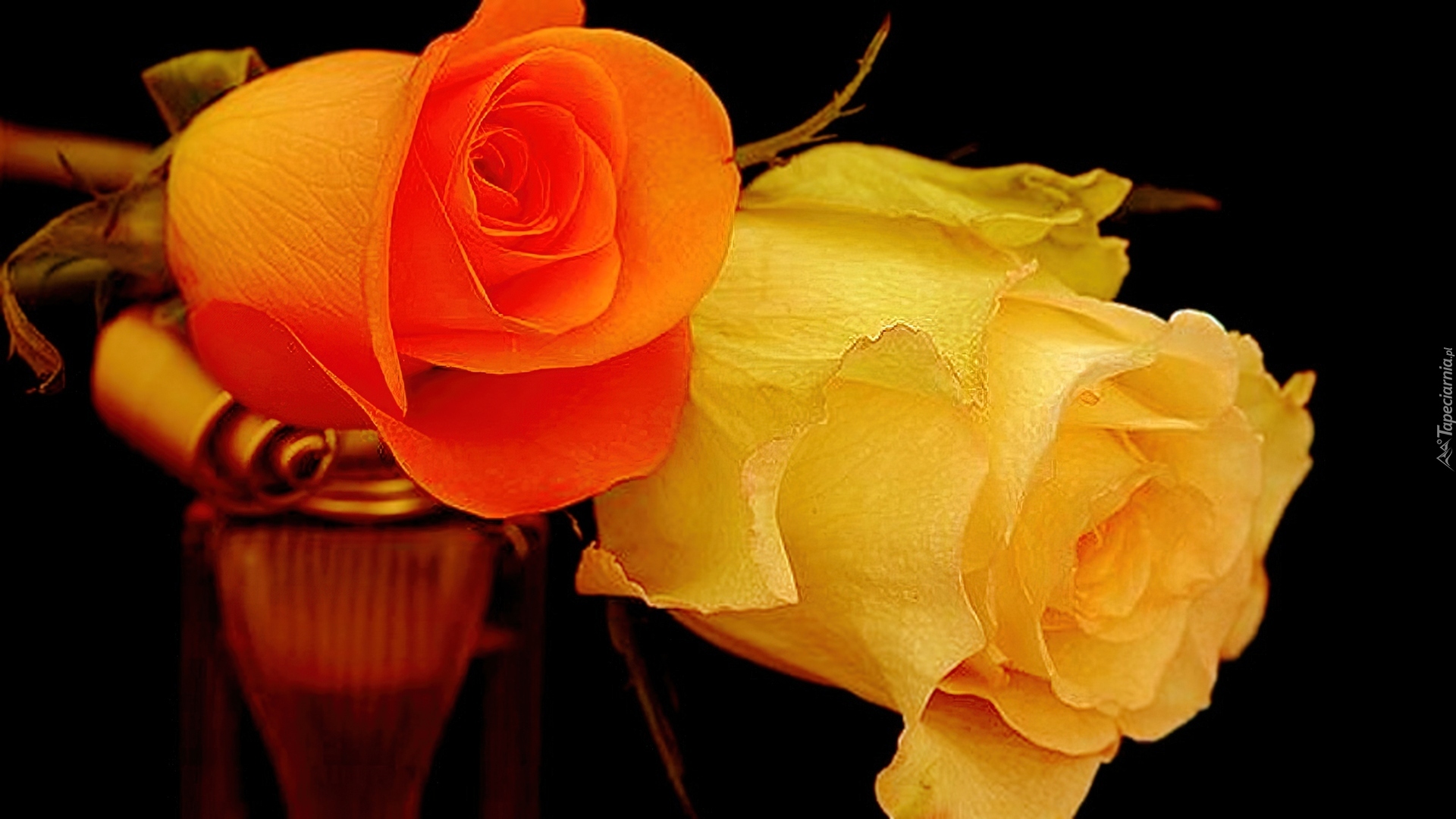 Róże, Pomarańczowa, Żółta