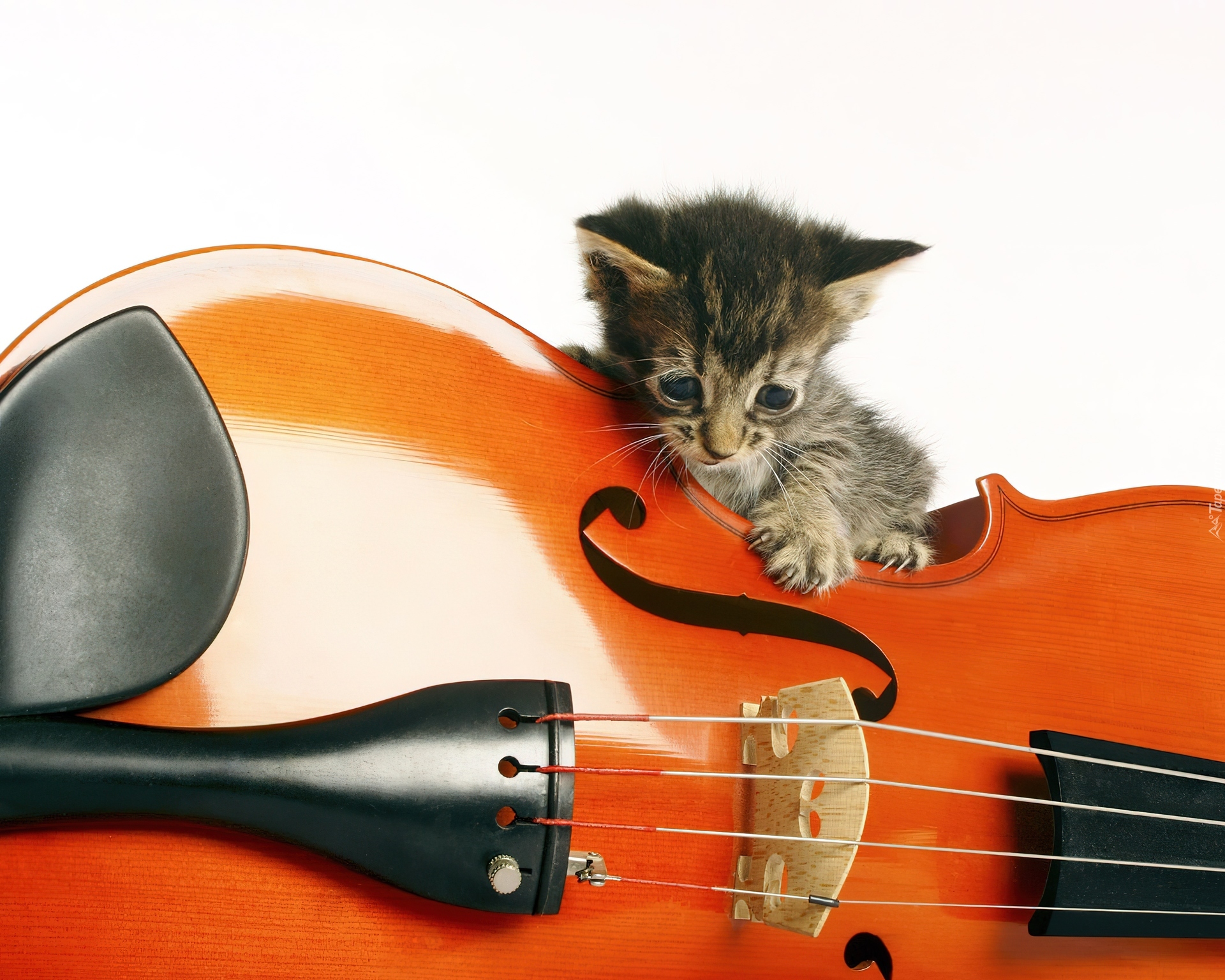 Музыка под кошку. Кошки с музыкальными инструментами. Кот с музыкальным инструментом. Котик с гитарой. Кошки музыканты.