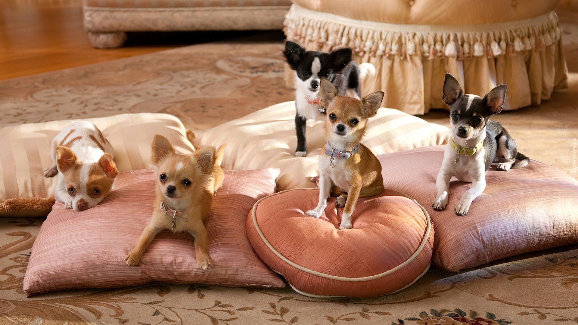 Rodzinka, Chihuahua
