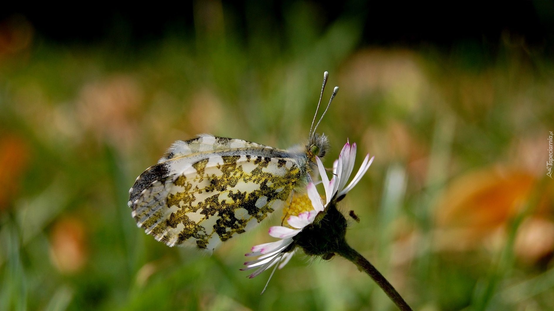 Motyl, Kwiatek