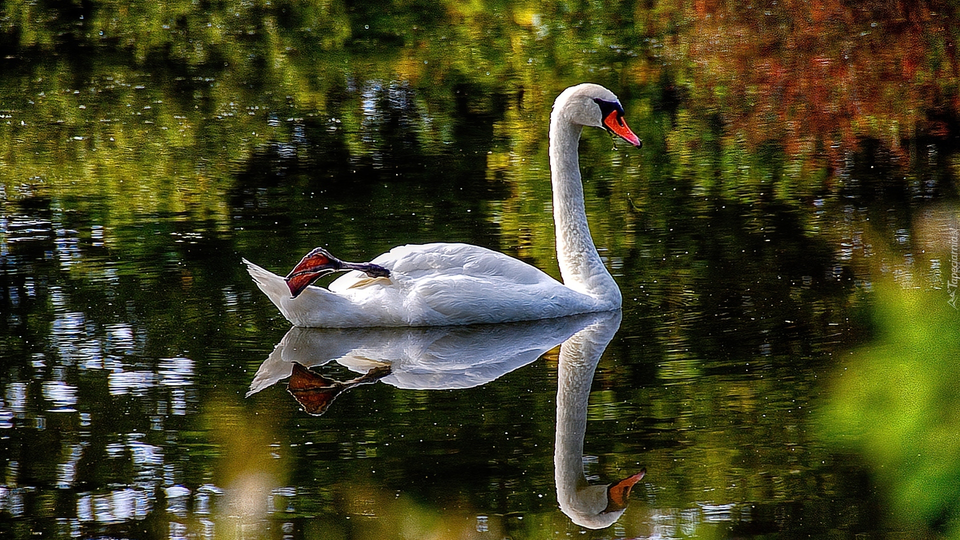 Łabędź, Ptak, Woda